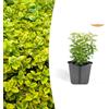 Plantenboetiek.nl Euonymus fort. 'Emerald 'n Gold' | 24 pezzi - 10-25cm - Ø9cm - Pianta da giardino