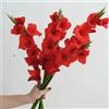 Generic 10 pz I bulbi di gladiolo sono resistenti Piante per luoghi soleggiati, piante da giardino resistenti (Gladiolo) Decorazione floreale, piante d'appartamento Piante da giardino perenni