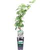 eGarden.store Pianta vera di Ortensia Rampicante - Hydrangea Petiolaris diverse grandezze fiore bianco rampicante ornamentale da esterno venduta da eGarden.store (Vaso 14 cm)