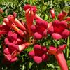 Generic AMDGarden BIGNONIA ROSSA Atropurpurea Tromba d'Angelo Pianta Rampicante in Vaso 18 cm per Esterni
