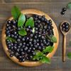 Generic semi di aronia, aronia nera, giardino resistenti perenni di aronia melanocarpa, resistenti all'inverno per balcone, 200pcs