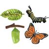 Generico Figurine Del Ciclo Di Vita - Figurine Di Animali Realistiche | Falena Farfalla Tartaruga Lavoratrice Formica Rana, Kit Educativo Ďi Figure Đi Insetti In PP, Set Interattivo D́i Apprendimento Degli Ani