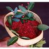Frutteo Pepe rosa del Madagascar di prima qualità albero Schinus molle in Grani 100% Naturale (250g)
