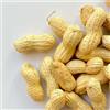 Il Contadino - Antichi Sapori | ARACHIDI CRUDE IN GUSCIO | Non Tostate, Non Salate, Al Naturale, Confezione Salva Freschezza, Frutta Secca di Qualità Premium, No Conservanti (2 Kg)