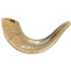 Rams HORN - Corno israeliano 25,40 x 33,02 cm