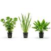 Generico Set 3 Piante Vere Acquario: Cabomba, Vallisneria, Cryptocoryne green - Kit Piante Vive per Pesci d'Acqua Dolce, Facili da Coltivare e Ideali per Principianti in Ogni Acquario