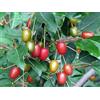 PRGA 1 PIANTA di ELEAGNUS EBBINGEI UMBELLATA
