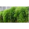 Seeds & Plants Shop by Ipsa Pezzi - 10x Asparagus Aethiopicus Sprengers Zierspargel Giardino Piante - Seme ID839 - Seeds & Plants Shop by Ipsa