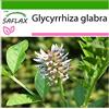 SAFLAX - Liquirizia - 30 semi - Con substrato - Glycyrrhiza glabra