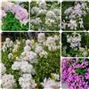 Generic Semi di saponaria, da giardino resistenti Saponaria officinalis, semi da giardino 100pcs