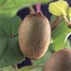 le Georgiche Vivai le Georgiche - Pianta vera di Actinidia deliciosa Jenny - autofertile Kiwi 'Jenny' - vaso Ø 15 cm - altezza alla vendita 40-60 cm