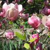 le Georgiche Pianta vera di Magnolia x soulangeana Lennei - Diametro Vaso Ø 26 cm