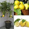 SAVINI VIVAI L'ARTE DI FARE NATURA SAVINI VIVAI Pianta di Limone Albero Agrumi Limone Ovale di Sorrento in Vaso da 35 cm Altezza 150-180 cm 6-7 Anni di innesto Made Italy