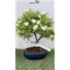 Vivaio Garden Forest Bonsai Piracanta Vaso 20 cm