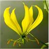 Seeds & Plants Shop by Ipsa Pezzi - 10x Gloriosa Superba Giallo Corona di Gloria Giardino Piante - Seme ID926 - Seeds & Plants Shop by Ipsa