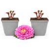 POWERS TO FLOWERS - PAEONIA ERBACEA, PEONIA ROSA, 2 PIANTE, PIANTE DI 2 ANNI, piante vere