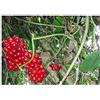 Seeds & Plants Shop by Ipsa Pezzi - 10x Smilax Mollis Behaarte Salsapariglia Giardino Piante - Seme ID954 - Seeds & Plants Shop by Ipsa
