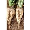 Generic 250 semi di barbabietola da zucchero dal giardino Barbabietola da zucchero