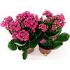 POWERS TO FLOWERS - KALANCHOE CALANDIVA FUCSIA, 2 PIANTE, Vaso 12cm, piante vere