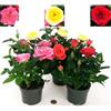 POWERS TO FLOWERS - ROSA DA GIARDINO RAMPICANTE e RIFIORENTE, ROSA ROSSA, GIALLA e ROSA, 3 PIANTE, Piante Vere
