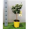 Generico Limone Pianta di Limone Meyer su vaso cm 20