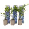 Plant in a Box - Mirtillo - Set di 6 - Resistente Vaccinium corymbosum - Vaso 9cm - Altezza 25-40cm
