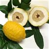 Generico Pianta da Frutto in Fitocella, 2 Anni, Altezza 150 cm, Resistente, per Balconi Terrazze e Piccoli Giardini 1 PIANTA DI (CEDRO)