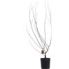 eGarden.store - Pianta vera di Chaenomeles Speciosa Rubra o Cotogno Giapponese | Altezza: 100 cm - Diametro vaso: 24 cm | Arbusto ornamentale con fiori rossi e frutti da coltivare all'esterno