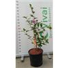 Vivai Decandia Giovanni PIANTA DI HIBISCUS SYRIACUS IN VASO 20 CM VARIETA' MIX (VARIETA':ARDENS - VIOLA DOPPIO;)