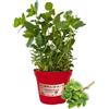 P. Piantine da Orto | Menta Piperita, Pianta in Vaso Diametro 14 cm, Pianta Pronta per il Trapianto, Pianta Vera da Esterno, Piantina Aromatica per Balcone o Terrazzo, Vivaio Italiano
