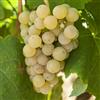 le Georgiche Vivai le Georgiche - Pianta vera di Uva da tavola bianca Moscato Vitis vinifera 'Moscato' Moscato bianco - vaso Ø 15 cm - altezza alla vendita 100-120 cm