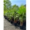 Sunny Tree - Palma - Washingtonia Robusta - multi-tronco - 140-160 centimetri incluso vaso - Palma messicana a ventaglio
