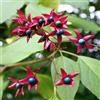 le Georgiche Vivai le Georgiche - Pianta vera di Clerodendrum trichotomum Clerodendro - vaso Ø 20 cm - altezza alla vendita 60-80 cm