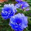 OPVDJD Peonie Decorative Peonie Rizomi-Perenne Inverno/Rumoroso Profumato-1 Rizomi-D