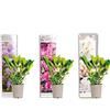 Bloomique - Set di 3 - Rododendro - Viola, Rosa, Bianco - Sempreverde - Resistente al freddo - Piante da giardino - Altezza 15-20 cm - Vaso da 9 cm