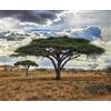 Generic 25 graines d'acacia tortilis/parapluie épineux