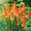 Bloomique - Mix di 5 - Kniphofia uvaria 'Grandiflora' - Tizzone d'Africa (fakel-lily) - Rizomi - Perenni - Resistente al freddo - Crescono 60-100 cm