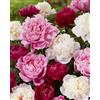 Flora Import 3 X Paeonia Lactiflora Mix - Peonie Profumate Miste - Radici Nude - Rizomi Di Alta Qualità