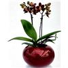 POWERS TO FLOWERS - ORCHIDEA PHALAENOPSIS NERA IN VASO CERAMICA SFERICO ROSSO, Pianta Vera