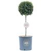 Vannucci Piante - Ligustro ionandrum, Arbusto sempreverde, Pianta vera in vaso di Vannucci Piante, Mini alberetto, Pianta da terrazzo