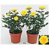 POWERS TO FLOWERS - ROSA DA GIARDINO RAMPICANTE e RIFIORENTE, ROSA GIALLA, 2 PIANTE, Piante Vere