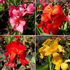 Flora Import 3 X Canna Indica Mix - Canna Fiorifera Mista - Rizomi Di Alta Qualità (3)