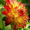 Generic 5 pz Dalia bulbi (Non Semi) eccellente Decorazione del Giardino Perenne Esotico Specie Rara Selvaggio Bouquet Materiale Forte Vitalità Facile Da Prendere Cura di Attirare Piccoli Animali