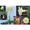 Portal Cool Datura Metel Seeds - Double Orange Mandala - Annual Beauty - 10 semi
