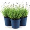 Vivaio di Castelletto Lavanda Lavandula angustifolia officinalis 3 piante aromatiche in vaso ø14 cm Vivaio di Castelletto