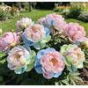 NYUYDRX Rizomi di peonia - Rizomi di peonia sfusi in vendita - Arbusto robusto - Perenni resistenti e robusti - Decorazione da giardino-1 unità-F