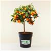 Vivaio di Castelletto Kumquat Fortunella margarita mandarino cinese pianta innestata in vaso ø22 H 70/80 cm Agrumi di Sicilia, Made in Italy, Vivaio di Castelletto