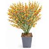 POWERS TO FLOWERS - GINESTRA BICOLORE GIALLO-ROSSO, VARIETA' 'ANDREANUS', pianta vera