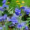 Generic Barba blu 'Kew Blue' 30-40 cm Vaso - Caryopteris clandonensis 'Kew Blue' - Fioritura blu ornamentale estiva