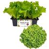 P. Piantine da Orto | Lattuga Canasta Chiara, Pianta da Orto o Balcone Pronta al Trapianto, Kit da 9 Piantine, Pianta Vera da Esterno, Vivaio Italiano